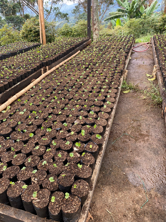 From Farm to Cup: Why Specialty Coffee is Worth Every Penny